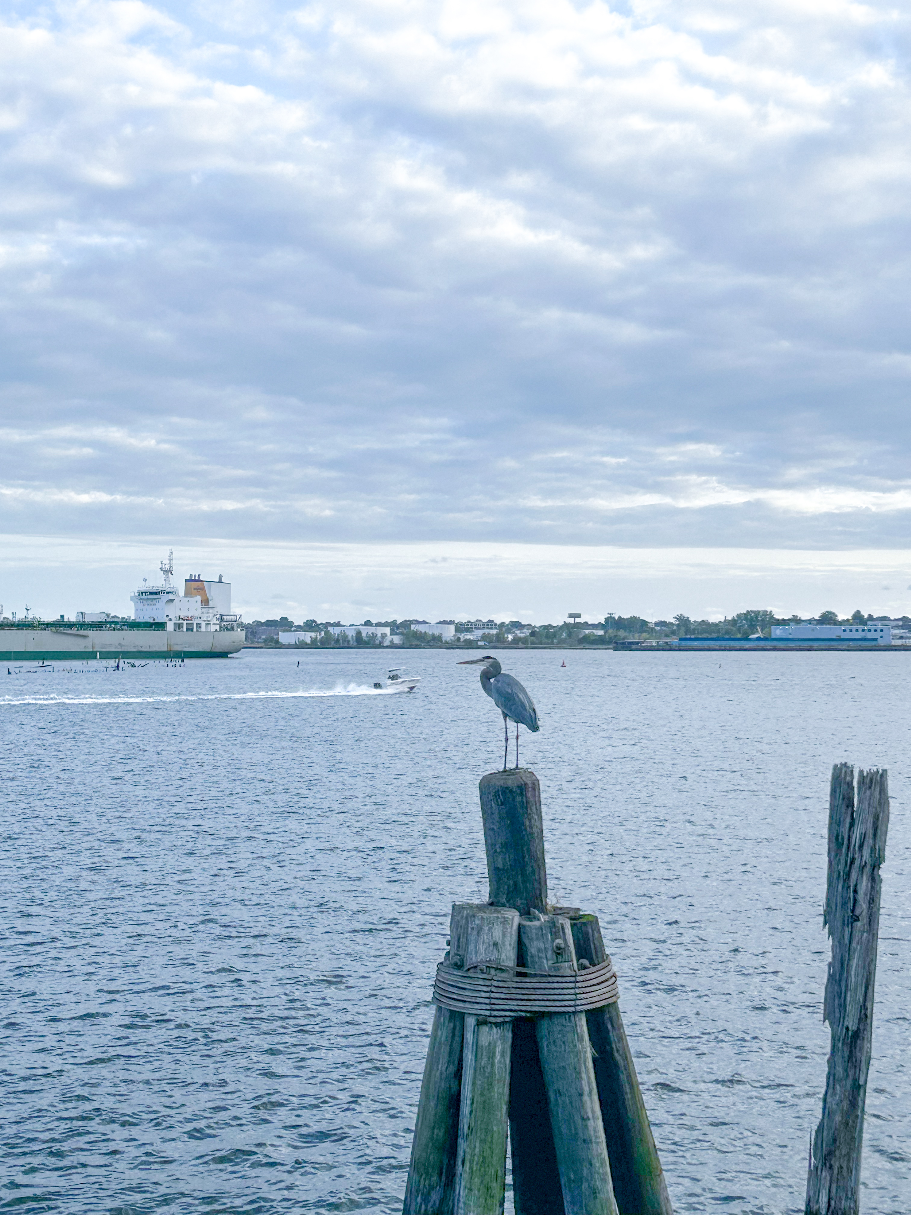 a great blue heron on a wooden pole