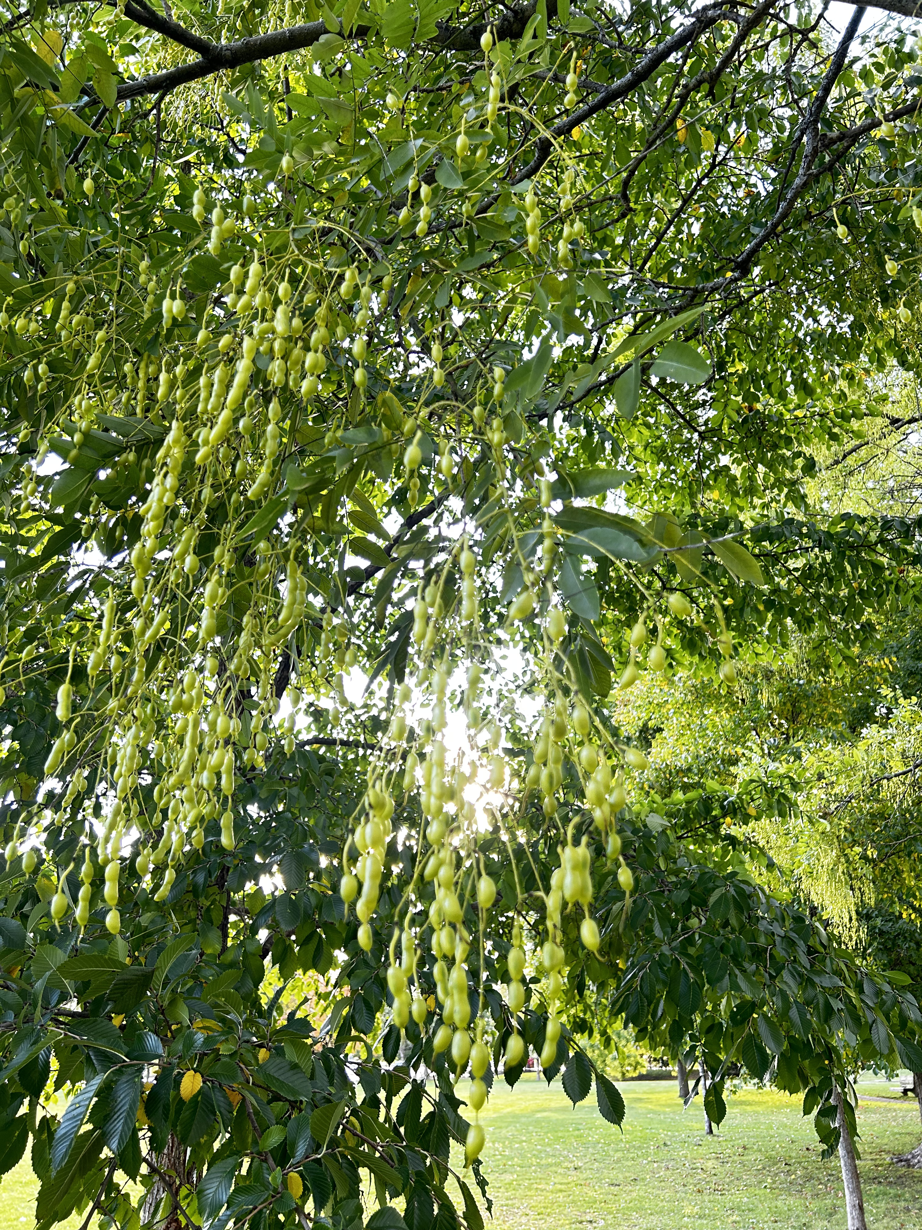 sunlight dappled through leaves